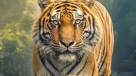 野性生灵 The Wild Ones (2025)