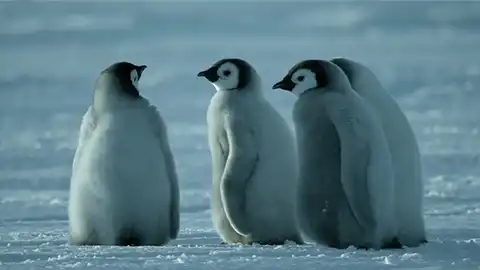 企鹅之谜 Secrets of the Penguins (2025)